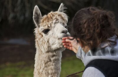 [DALLE 15 ALLE 18] GLI ALPACA