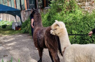 [DALLE 15 ALLE 18] GLI ALPACA